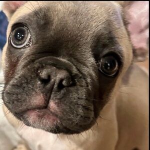 🐾🐾Like this flyer To Be Notified When My Show Is